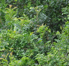 Hippobromus pauciflorus