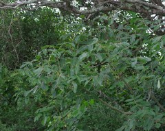 Searsia chirindensis