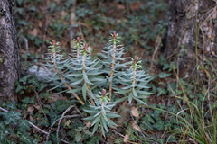 Euphorbia rigida