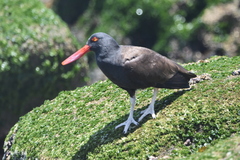 Haematopus ater