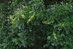 Hippobromus pauciflorus