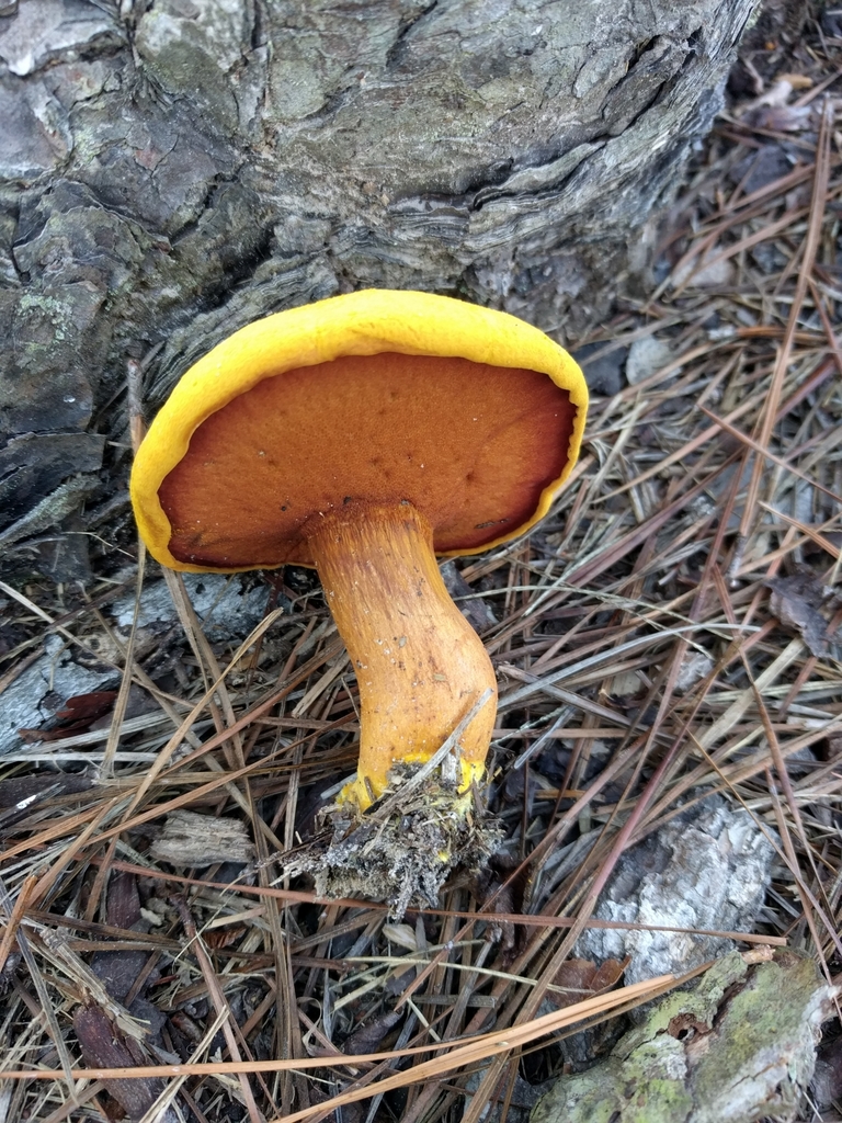 Buchwaldoboletus hemichrysus