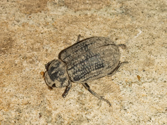Trogidae