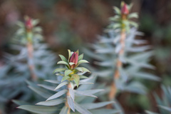 Euphorbia rigida