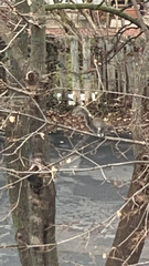 Sciurus carolinensis