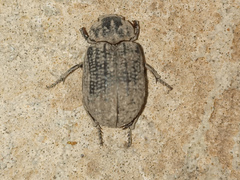 Trogidae