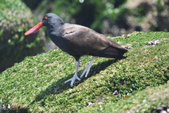 Haematopus ater