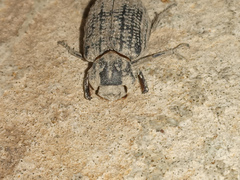 Trogidae