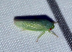 Gyponana