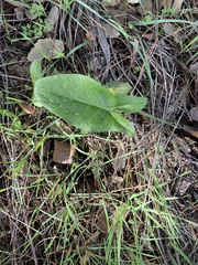 Arisarum simorrhinum