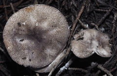 Leucoagaricus ionidicolor