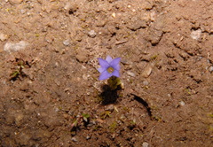 Gentiana prostrata