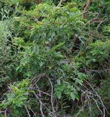 Dalbergia obovata