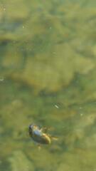 Tropisternus collaris