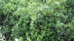 Secamone filiformis