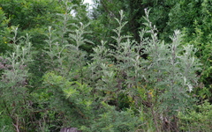 Berkheya bipinnatifida