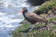 Haematopus ater