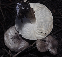 Leucoagaricus ionidicolor