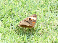 Junonia zonalis
