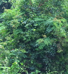 Dalechampia capensis