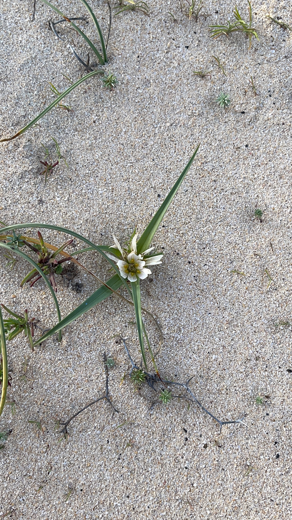 Colchicum psammophilum, Las Palmas, ES-CN, ES