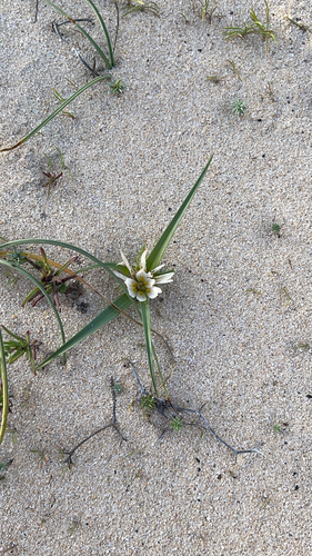 Colchicum image