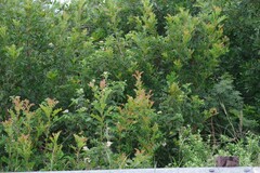 Hippobromus pauciflorus