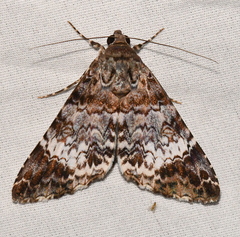 Coenipeta damonia