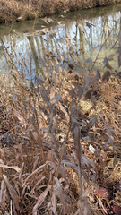 Chasmanthium latifolium