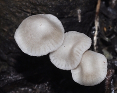 Marasmiellus