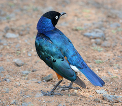 Lamprotornis superbus