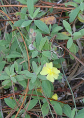 Crocanthemum corymbosum