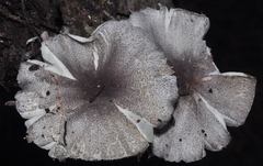 Leucoagaricus ionidicolor