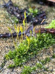 Tortula muralis muralis