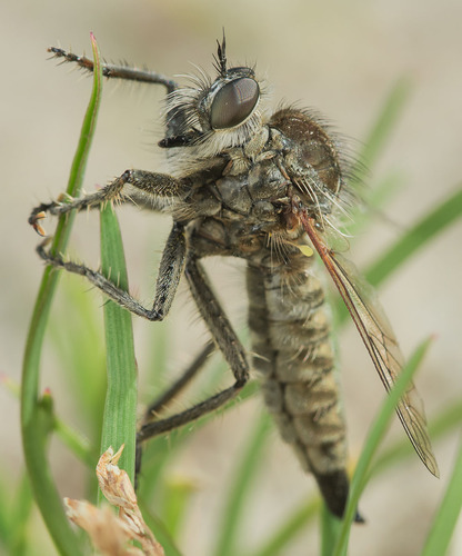 fan-bristled robberfly, photo 2 of 10