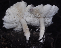 Leucoagaricus ionidicolor