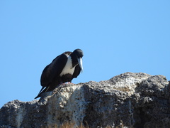 Fregata magnificens