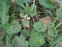Aphis umbrella
