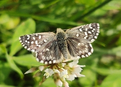 Pyrgus malvoides