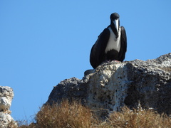 Fregata magnificens