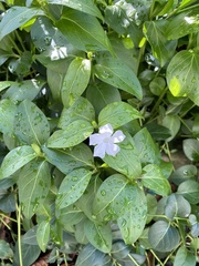 Vinca