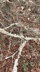 Ulmus alata