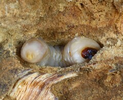 Prionus californicus