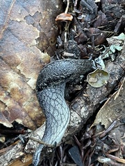 Prophysaon andersonii