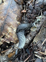 Prophysaon andersonii