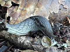 Prophysaon andersonii
