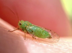 Platycorypha erythrinae