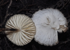 Marasmiellus