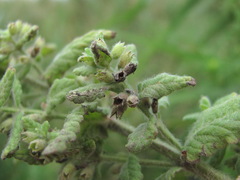 Teucrium scordium