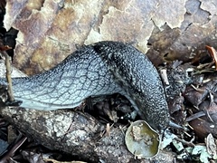 Prophysaon andersonii